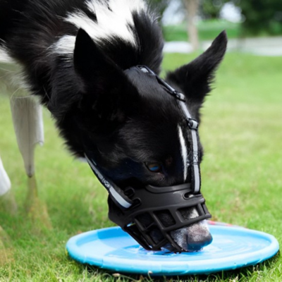 chien noir et blanc porte muselière noire sur pelouse et boit eau de assiette