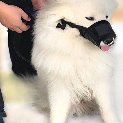chien blanc avec Muselière avec homme