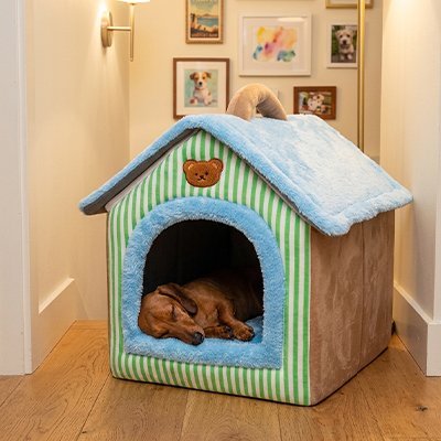 teckel dort dans Niche pour Chien interieur