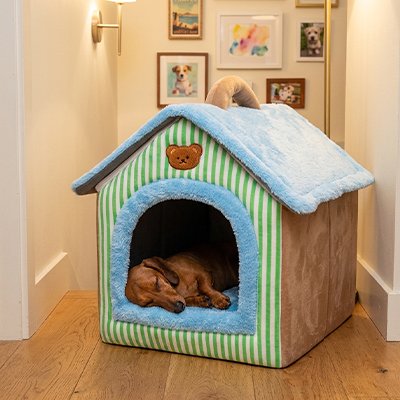 teckel dort dans Niche pour Chien interieur