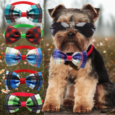 noeud apillon chien avec shih tzu