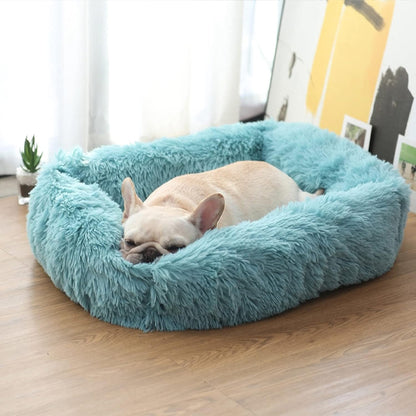 bouledogue francais couche dans Panier pour chien bleu sur plancher bois