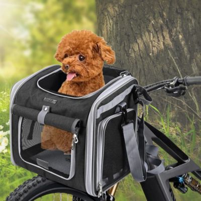 caniche-dans-panier-noir-sur-fond-de-foret