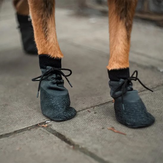 pattes de chien brun avec Chaussure Chien sur pavé de ciment