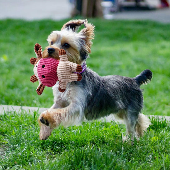 yorkie joue avec Peluche pour chien sur la pelouse