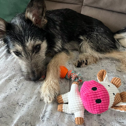 chien noir est couché près de Peluche pour chien