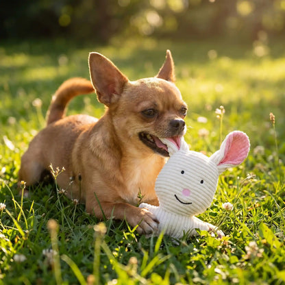 chihuahua mâchouille peluche pour chien sur la pelouse