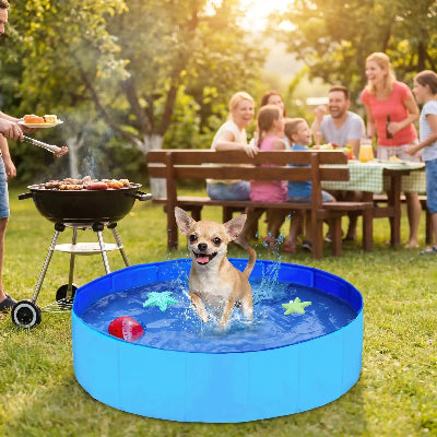 chihuahua patauge dans piscine chien pendant barbecue