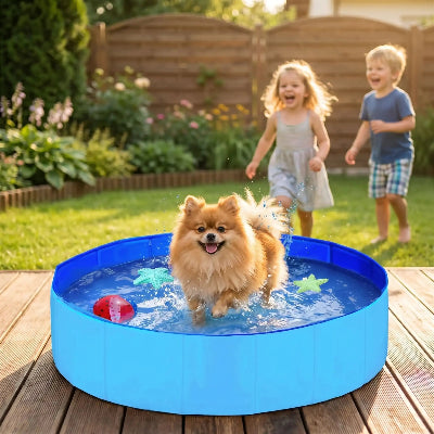 poméranien joue dans piscine chien avec enfant en arrière