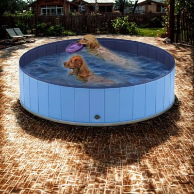 2 chiens dans piscine pour chien avec frisbee