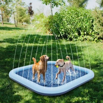 2 chiens jouent dans piscine pour chien xxl sur pelouse