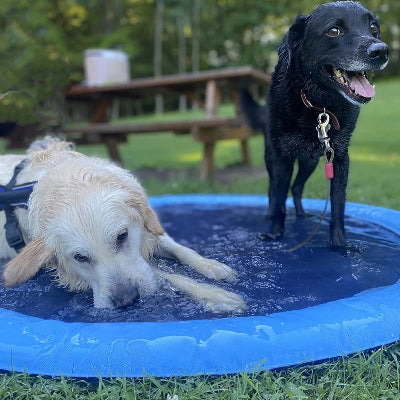 chien noir et chien beige dans piscine pour chien