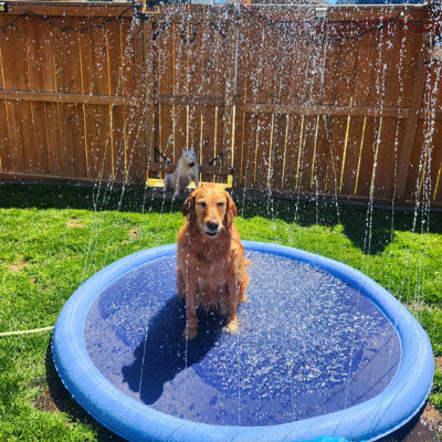 golden retriever dans piscine pour chien avec jets eau