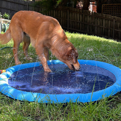 golden retriever dans piscine pour chien