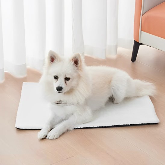 pomeranien blanc couche sur Tapis pour chien dans séjour