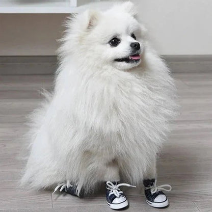 poméranien blanc portant Chaussure Chien bleu est assis sur sol blanc