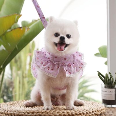 pomeranien blanc portant Harnais petit Chien est assis sur banc en rotin