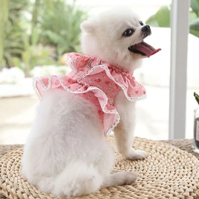 pomeranien blanc portant Harnais petit Chien rose est assis sur banc en rotin