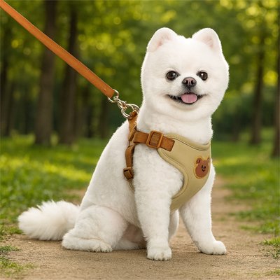pomeranien blanc portant Harnais pour petit Chien beige assis sur sentier pedestre