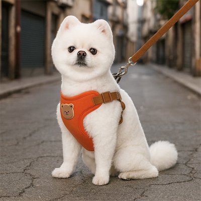 pomeranien blanc portant Harnais pour petit Chien orange dans ruelle