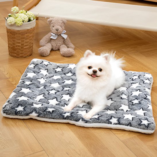 pomeranien blanc sur Tapis chien dans sejour