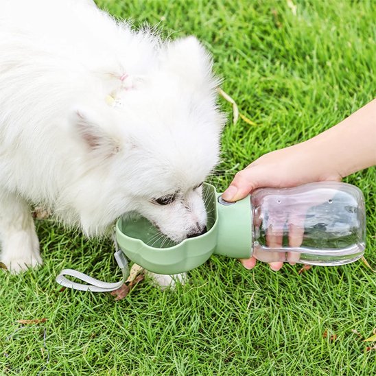 pomeranien boit dans Gourde pour Chien