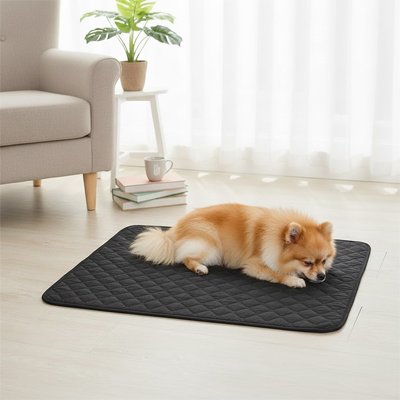 pomeranien dort sur Tapis absorbant Chien noir pose sur sol blanc