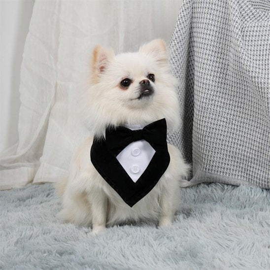poméranien portant Bandana pour Chiens est assis sur tapis gris