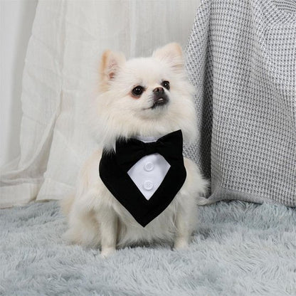 poméranien portant Bandana pour Chiens est assis sur tapis gris
