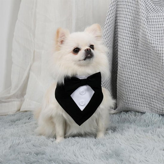 poméranien portant Bandana pour Chiens est assis sur tapis gris