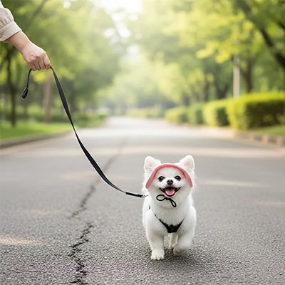 poméranien portant Casquette chien​ marche sur sentier de parc avec femme