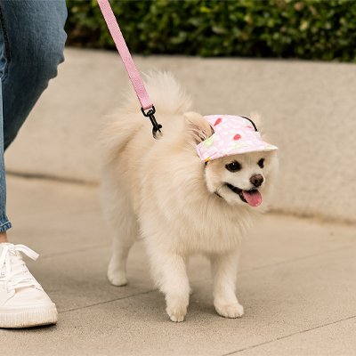 poméranien porte Casquette chien​ en marchant en laisse