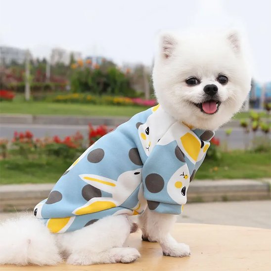 poméranien porte Pull pour chien lapin sur table