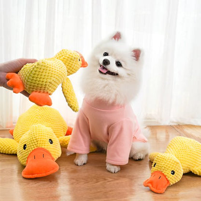 poméranien regarde jouet peluche pour chien 