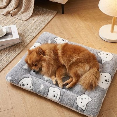 pomeranien roux couche sur Tapis pour Chien