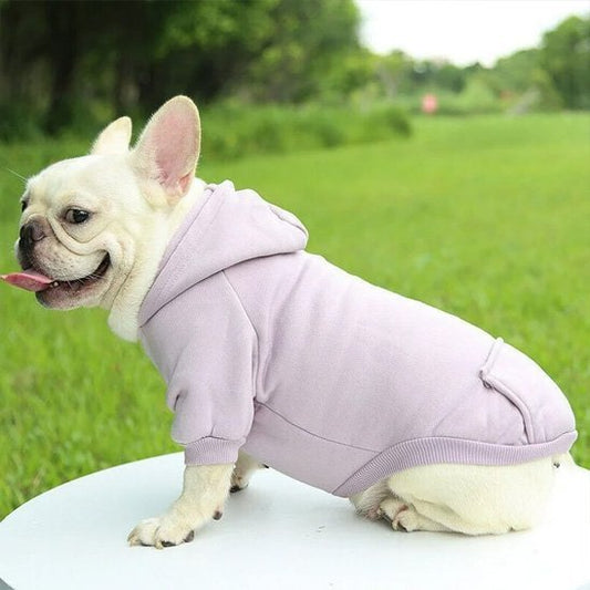 frenchie porte Pull pour chien assis sur table blanche
