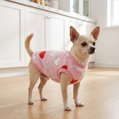 chihuahua porte Pull pour Chien avec coeurs dans cuisine