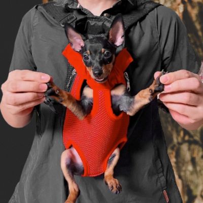 chihuahua dans sac à dos chien porté en avant par homme