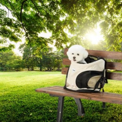 caniche blanc dans sac de transport pour chien sur banc de parc