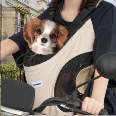 cavalier king charles dans sac de transport pour chien