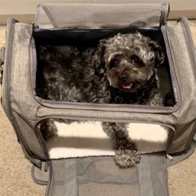 shitzu gris couche dans sac de transport pour chien gris sur moquette beige