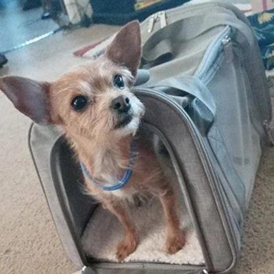 chihuahua blond debout dans sac de transport pour chien gris ouvert sur moquette beige