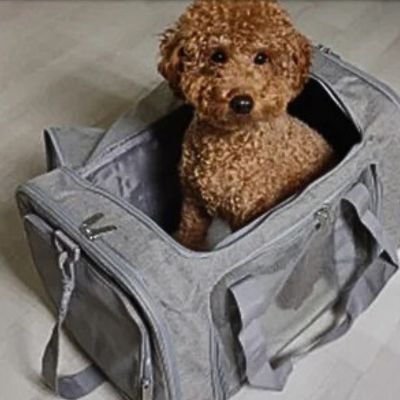caniche brun dans sac de transport pour chien gris sur le sol