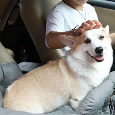 corgi dans sac pour chien gris
