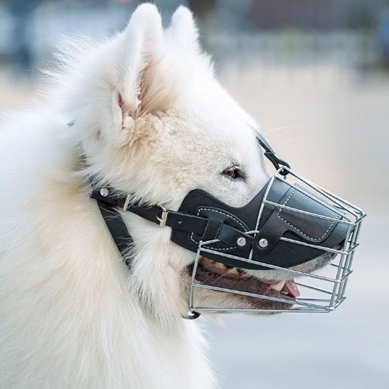 samoyède portant Muselière pour chien noire regarde vers droite