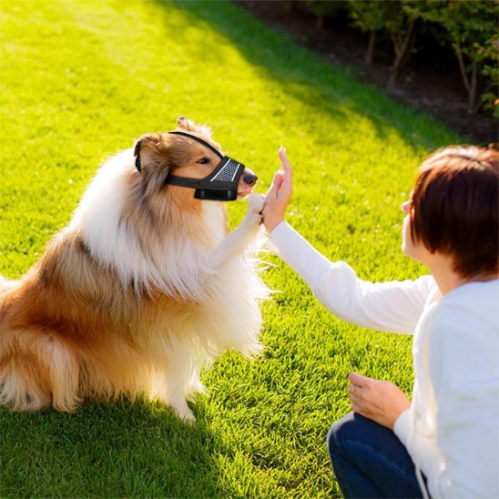 sheltie portant Muselière pour chien joue avec dame sur pelouse