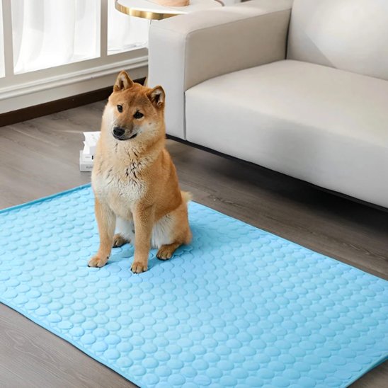 shiba inu assis sur Tapis rafraichissant chien bleu posé sur sol gris