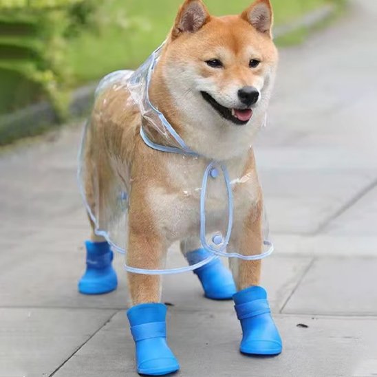 shiba inu avec imper portant chaussure chiens est sur sentier pédestre