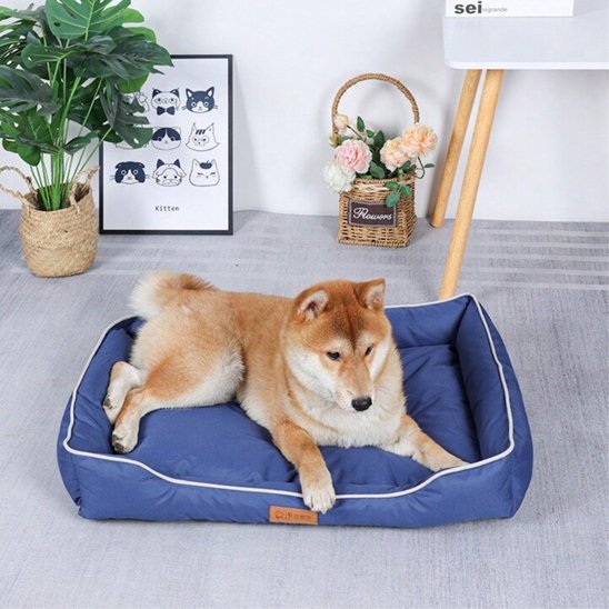 shiba inu couche dans Panier pour chien bleu