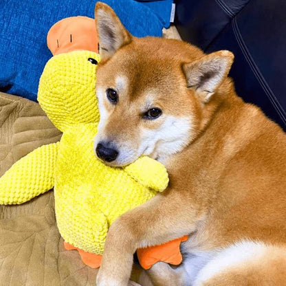 shiba inu couché sur jouet peluche pour chien 